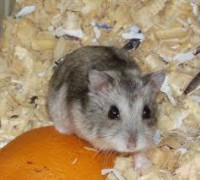 /album/conejos-y-cuyes-en-venta/images-2-jpg1/